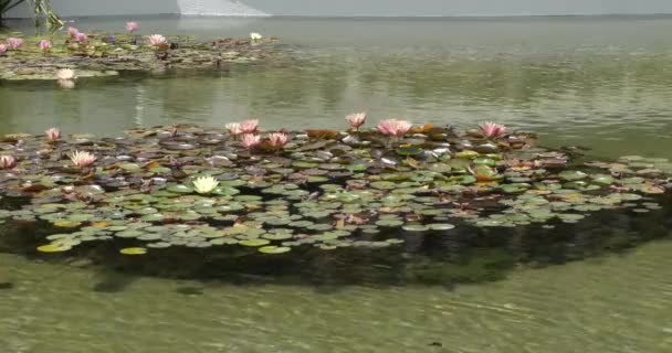 Rosa Och Gula Näckrosor Eller Lotusblommor Som Flyter Grund Damm — Stockvideo