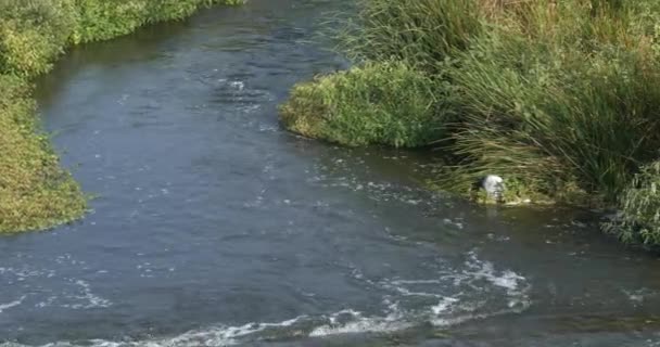 Delta Yemyeşil Bitki Yetişen Sığ Bir Nehirde — Stok video