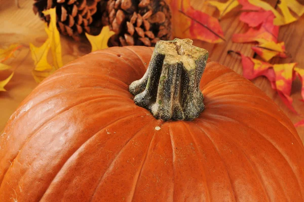 Pumpkin closeup — Stock Photo, Image