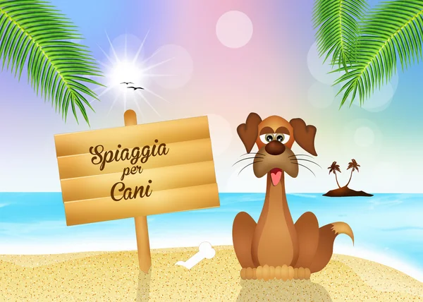 Funny dog beach — Stock Photo, Image