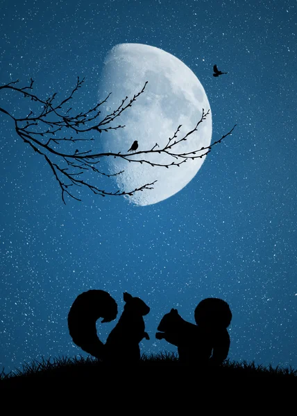 Squirrels in love in the moonlight — Stock Photo, Image