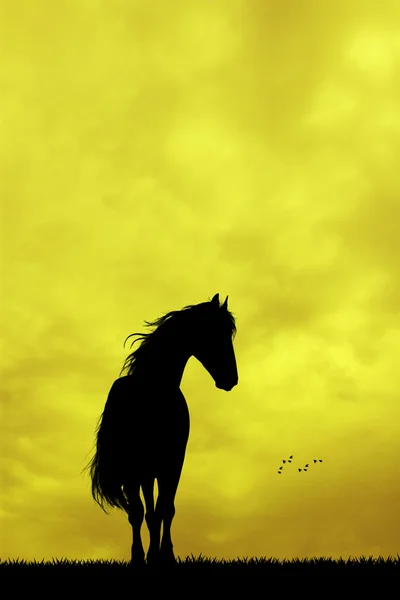 Cavallo al tramonto — Foto Stock