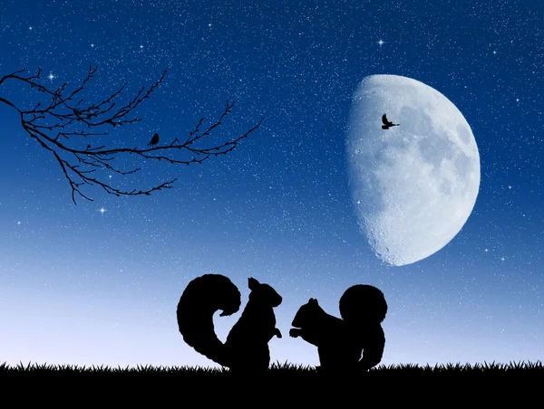 Squirrels in love in the moonlight — Stock Photo, Image