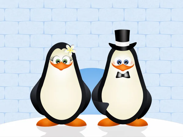 Casamento de pinguins — Fotografia de Stock