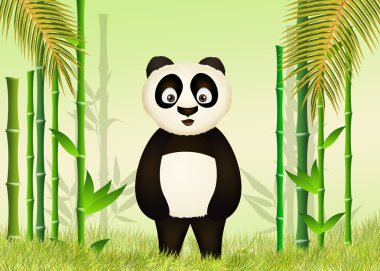 Panda orman