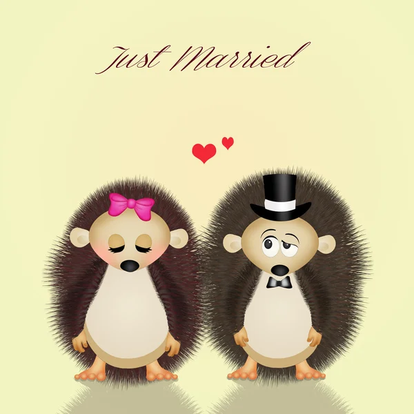 Cute hedgehogs spouses — Stock Photo, Image