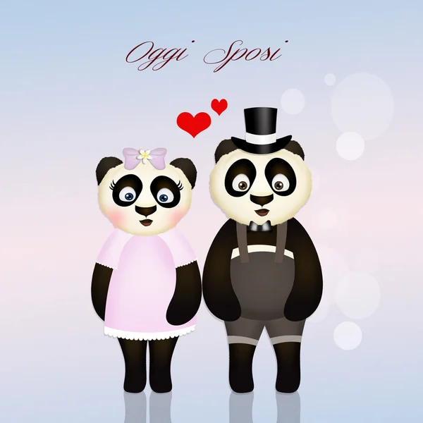 Niedliche Panda-Ehepartner — Stockfoto