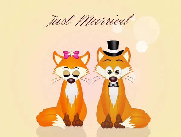 Hochzeit der Roten Füchse — Stockfoto