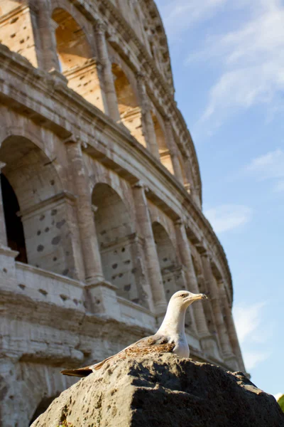 Colosseum i Rom — Stockfoto