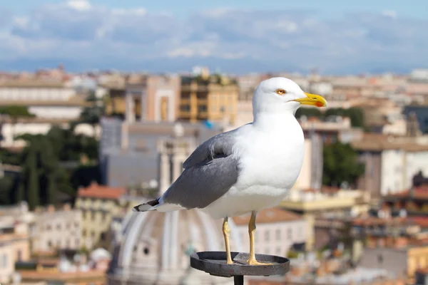 Möwe in Rom — Stockfoto