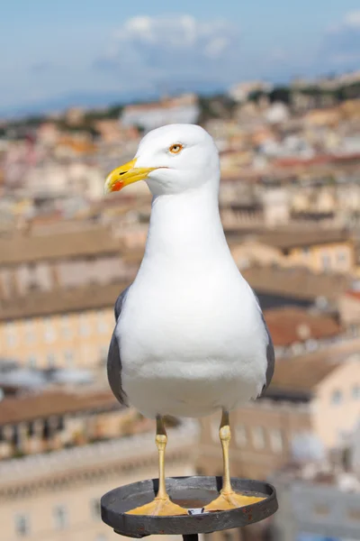 Gabbiano a Roma — Foto Stock