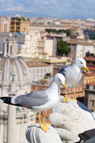 Mouette à Rome — Photo