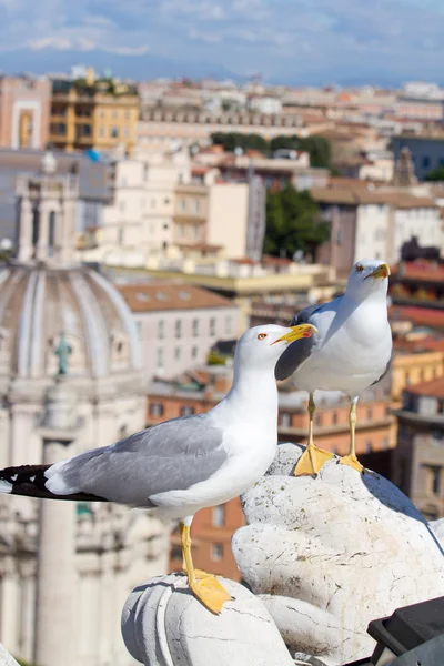 Möwe in Rom — Stockfoto