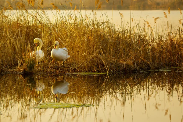 Schwäne im Nest bei Sonnenuntergang — Stockfoto