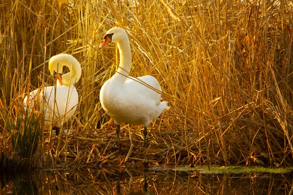 Couple of swans in the nest at sunset — Stock Photo, Image