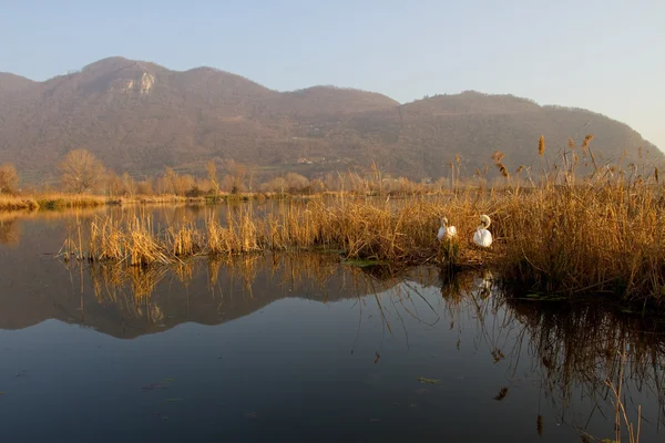 Un par de cisnes en el nido al atardecer — Foto de Stock