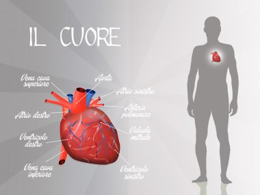 İnsan ardiovascular sistemi 