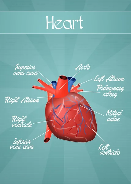 Esquema del corazón humano —  Fotos de Stock