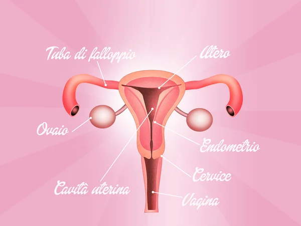 Sistema riproduttivo femminile — Foto Stock