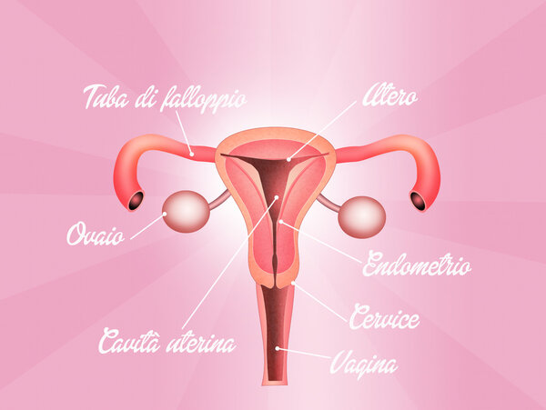 female reproductive system
