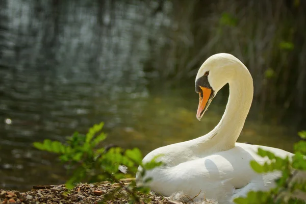 Swan in the nest — Stock Photo, Image