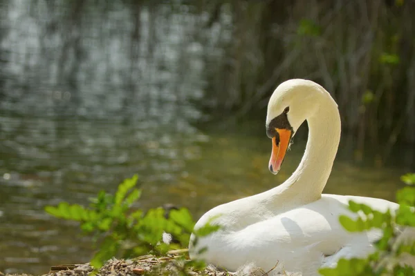 Swan in the nest — Stock Photo, Image