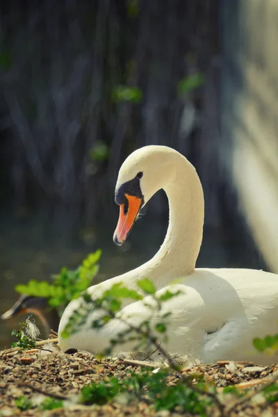 Cisne no ninho — Fotografia de Stock