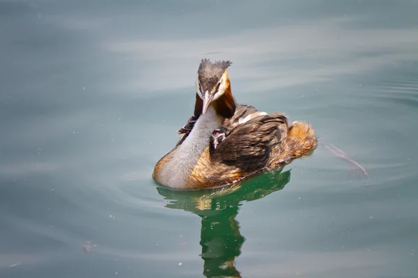 Birth of great crested grebe — Stock Photo, Image