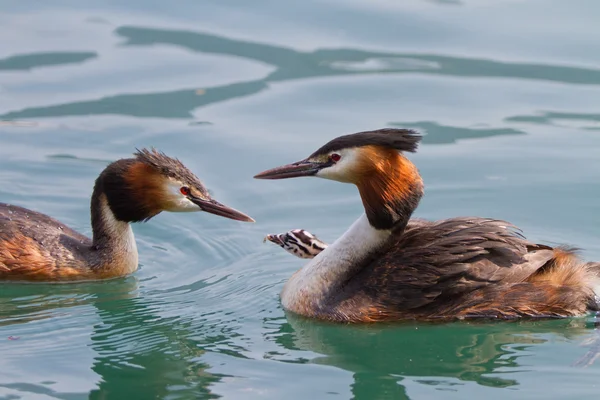 Nascita del grande grebe crestato — Foto Stock