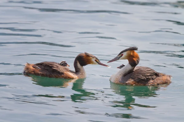 Nascita del grande grebe crestato — Foto Stock