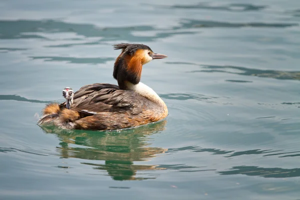 Birth of great crested grebe — Stock Photo, Image