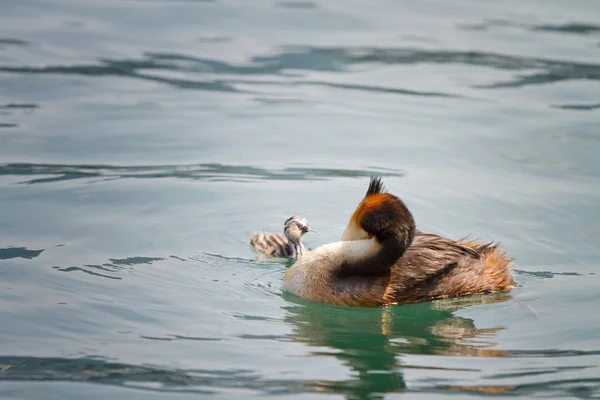 Birth of great crested grebe — Stock Photo, Image