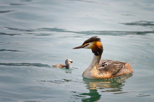 Birth of great crested grebe — Stock Photo, Image