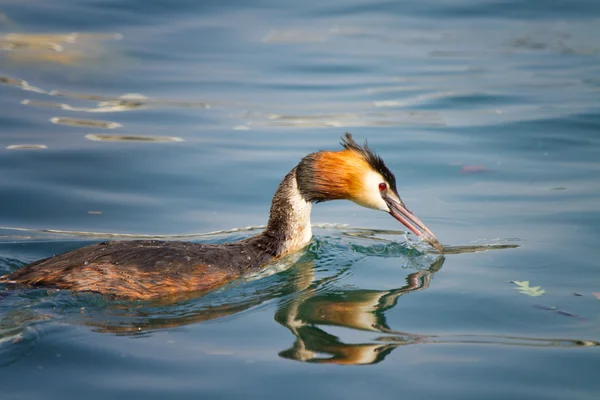 Grebe crested grebe — Stock Photo, Image