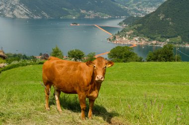 cow and the background the floating piers, Christo, Iseo lake clipart