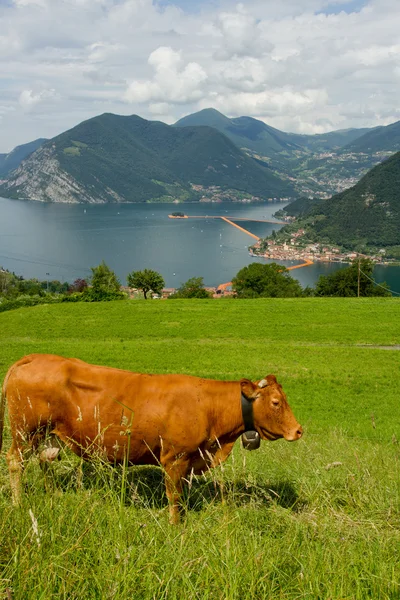 Cow and the background the floating piers, Christo, Iseo lake — Stock Photo, Image