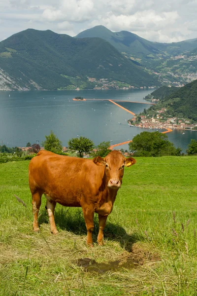 Cow and the background the floating piers, Christo, Iseo lake — Stock Photo, Image