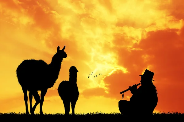 Lamas peruanos ao pôr do sol — Fotografia de Stock