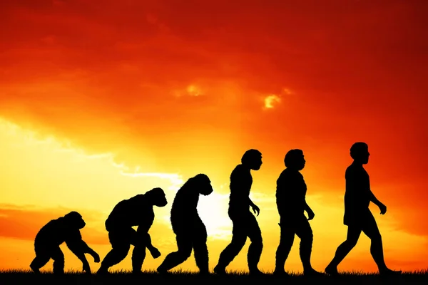 Evolutie van de mens bij zonsondergang — Stockfoto