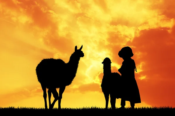 Peruvian girl with lamas at sunset — Stock Photo, Image