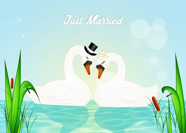 Wedding of swans — Stock Photo, Image