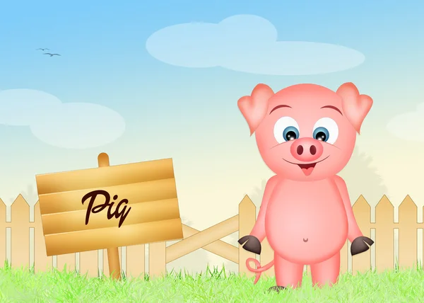 Pig in the farm — Stock Photo, Image