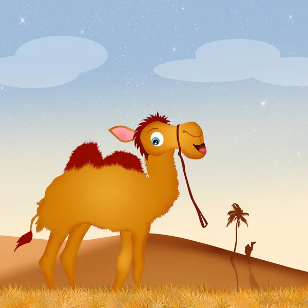 Komik deve çölde — Stok fotoğraf