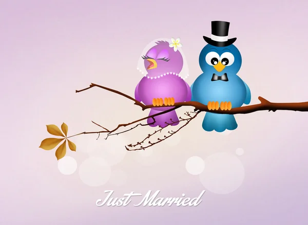 Marriage of birds — Stock Photo, Image