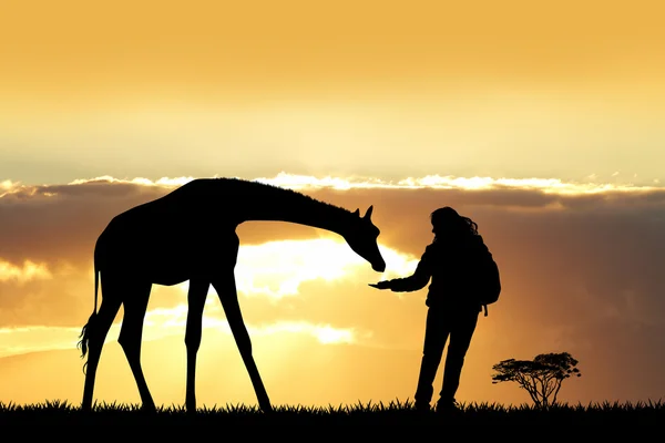 Lány és a zsiráf naplementekor — Stock Fotó