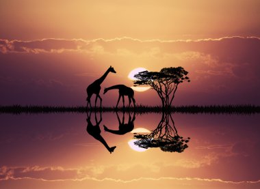 zürafa Afrika peyzaj