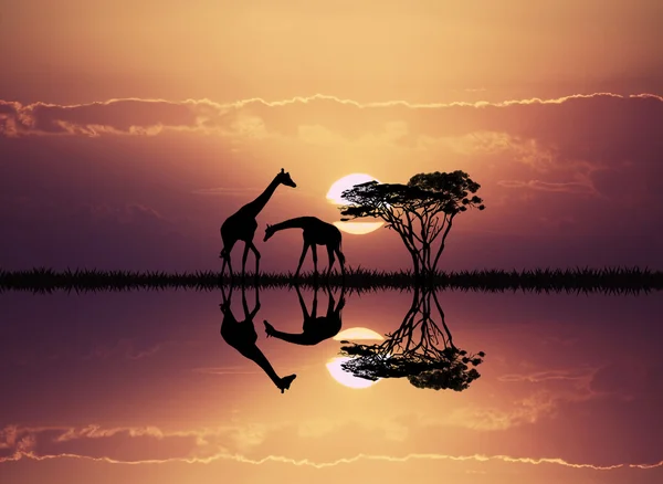 Жираф в африканском пейзаже — стоковое фото