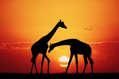 gün batımında Afrika peyzaj zürafa