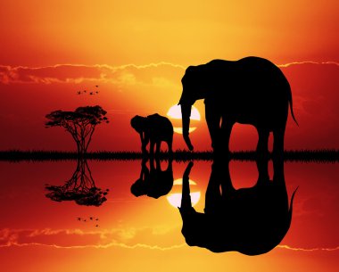 gün batımında Afrika manzara filler