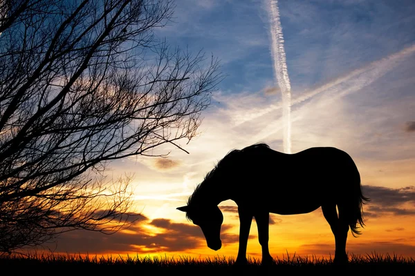 Häst betar på ängen — Stockfoto
